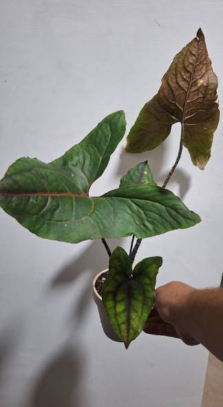 Caladium
